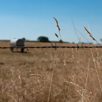 Fil barbelé - Ronce Europe