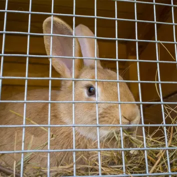 Grillage à lapin galvanisé