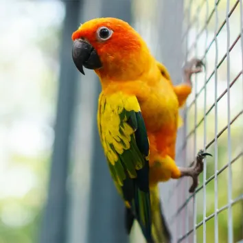 Grillage fermette galvanisé