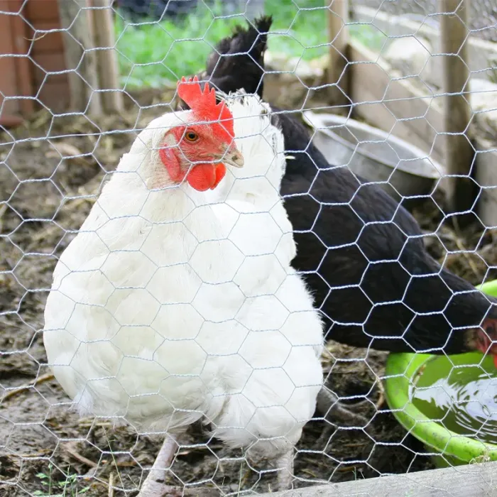 Grillage à poule galvanisé - maille 25mm
