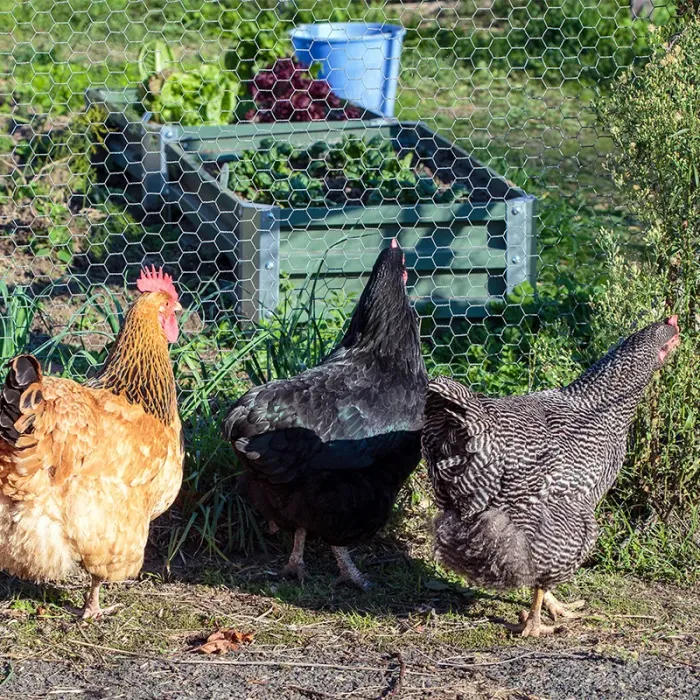 Grillage à poule galvanisé - maille 13mm